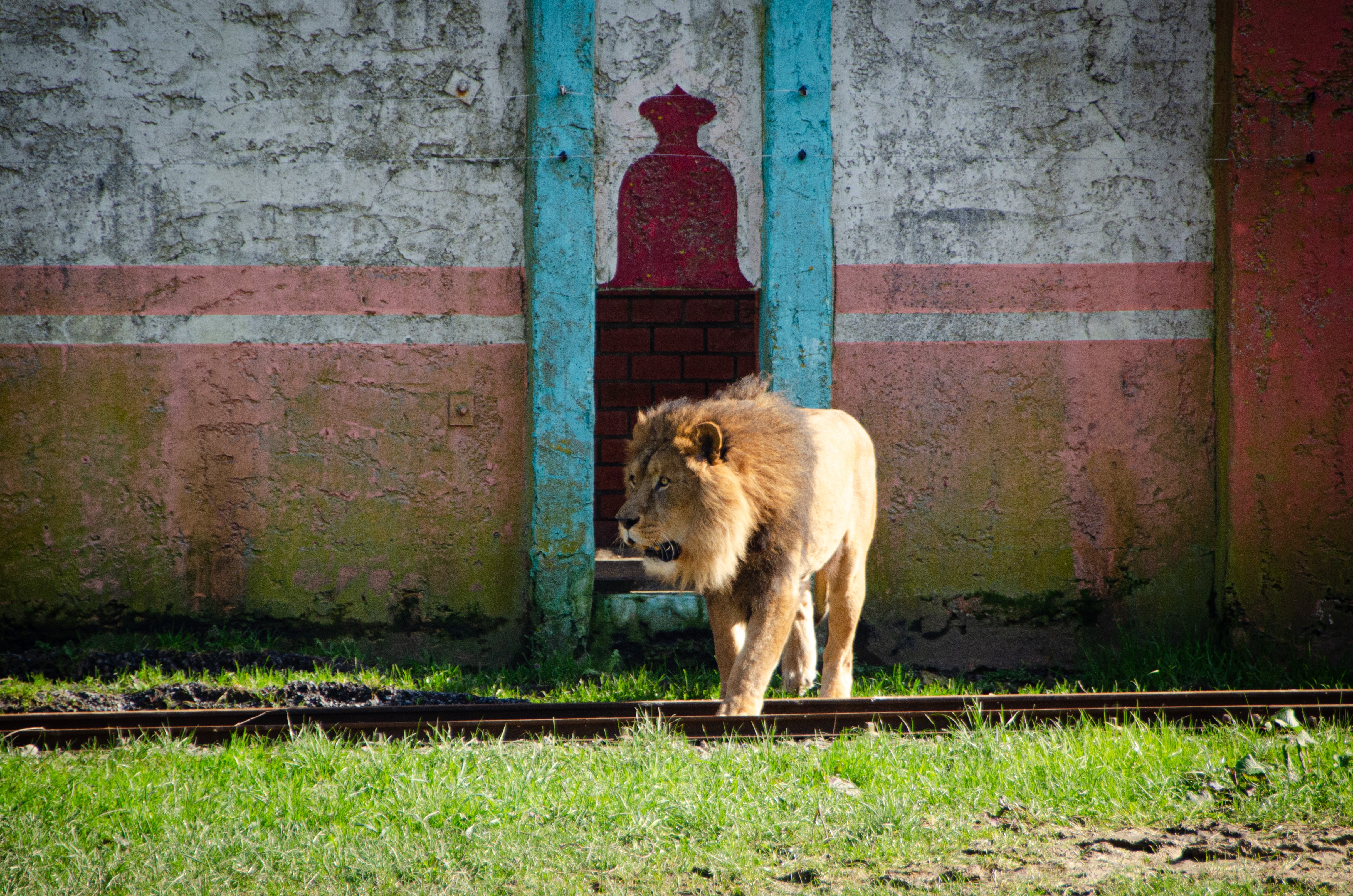 Bellewaerde Park accueille 3 nouveaux lions